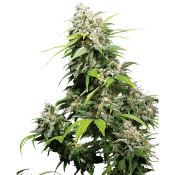 Semeno Sensi Seeds California Indica Balení: 5ks