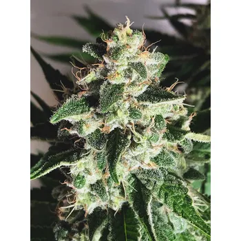 Semeno Ministry of Cannabis God's Glue Auto Balení: 2ks