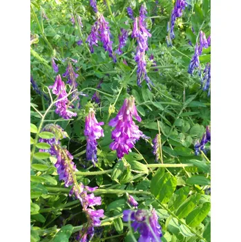 Semeno Vikev huňatá