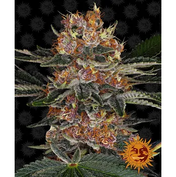 Semeno Barney's Farm Purple Punch Auto Balení: 1ks