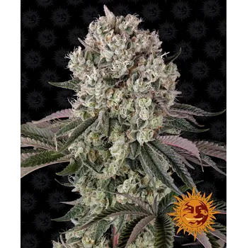 Semeno Barney's Farm Glookies Balení: 1ks