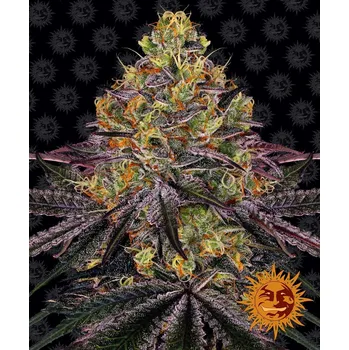 Semeno Barney's Farm Watermelon Zkittlez Balení: 1ks