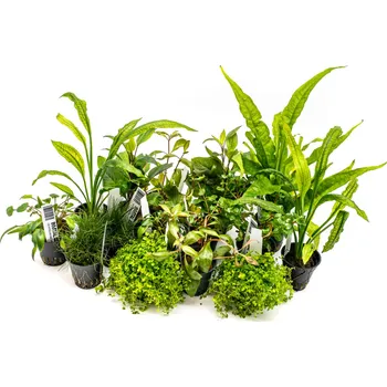 Akvaristika Kolekce rostlin pro akvárium do 200 litrů 15 rostlin