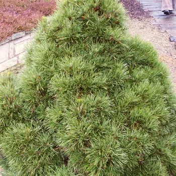 Sazenice Pinus sylvestris Globosa Viridis 30/40 cm