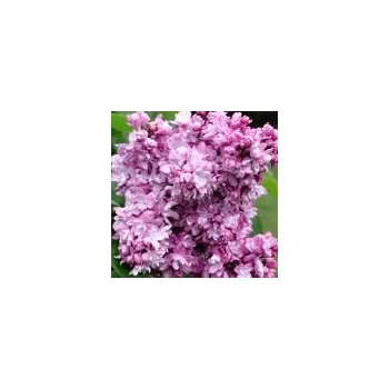 Sazenice Syringa vulgaris Katherine Havemeyer 30/40 cm