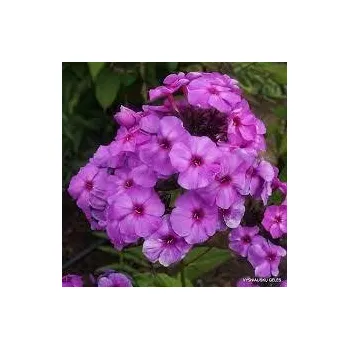 Sazenice Phlox paniculata Purple Elite