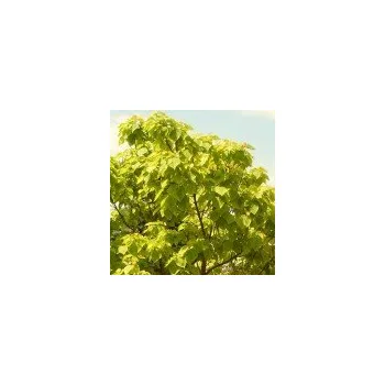 Sazenice Agarden, Jelínek Catalpa bignonioides Aurea 100-150 cm