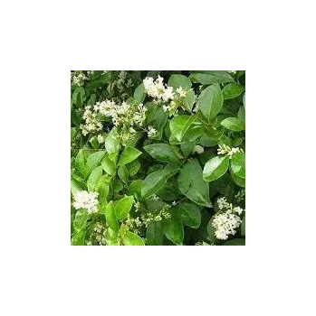 Sazenice Ligustrum ovalifolium 30/40 cm