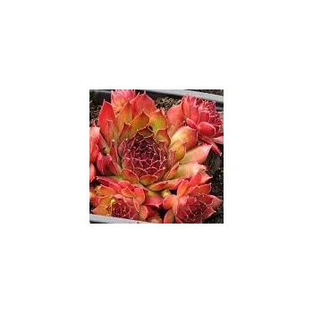Sazenice Sempervivum hybridum Dark Beauty