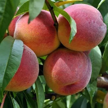 Sazenice Kukla, Trávníček Prunus persica Redhaven 100/150 cm