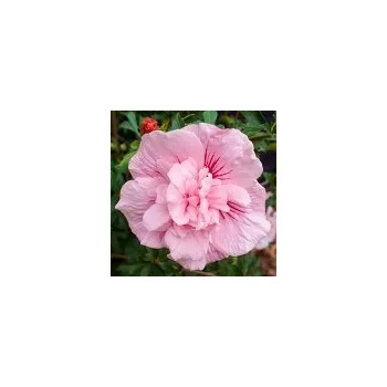 Sazenice Hibiscus syriacus Pink Chiffon 30/40 cm