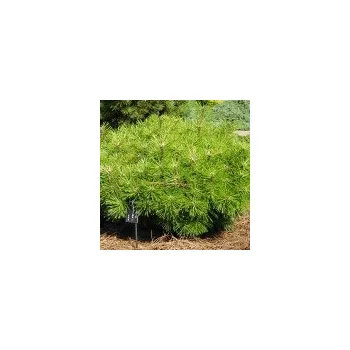 Sazenice Pinus densiflora Jane Kluis 30/40 cm