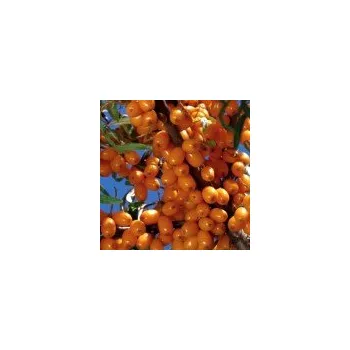 Sazenice Hippophae rhamnoides Sluníčko 30/40 cm
