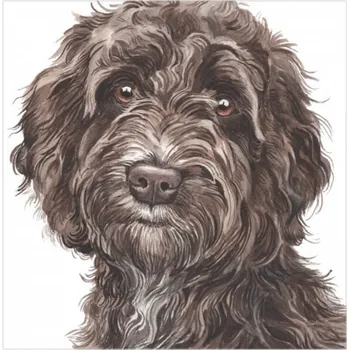 WaggyDogz Přání 01060 - 16x16cm - Cockapoo