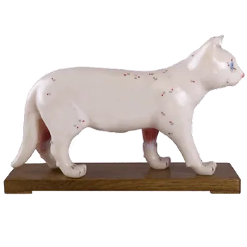 Akupunkturní model kočky 28 cm Huan Qiu