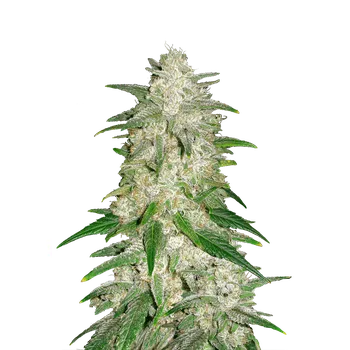 Semeno FastBuds Gelato Auto Balení: 1ks