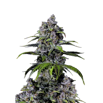 Semeno FastBuds Purple Lemonade Fast Balení: 1ks