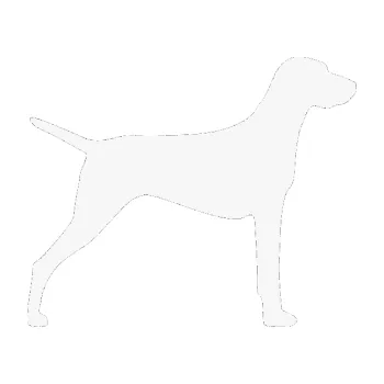 Polep vozidla SAMOLEPKA Pes 052 pravá Ohař (09 - bílá) NA AUTO, NÁLEPKA, FÓLIE, POLEP, TUNING, VLASTNÍ TEXT, TISK, AUTOSAMOLEPKY.cz, POLEPY, OBRÁZEK, LOGO, SAMOLEPKY