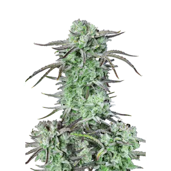 Semeno FastBuds Strawberry Banana Auto Balení: 1ks