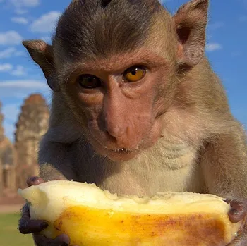 Výroba svíčky Monkey Feast - vonný olej na výrobu svíček (Opičí hostina - vůně do vosku)