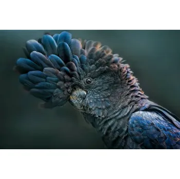 Plakát Plakát, Obraz - Red Tailed Black Cockatoo, tracielouise