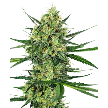 Semeno Sensi Seeds Tangerine Sugar Balení: 3ks