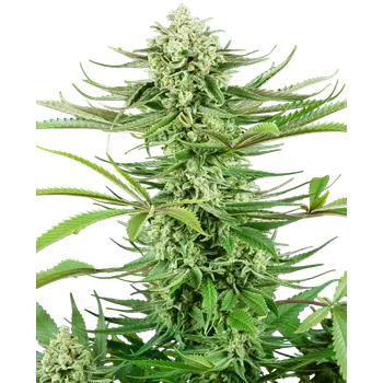 Semeno Sensi Seeds Cashew Kush Balení: 3ks