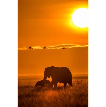 Plakát Plakát, Obraz - The Mighty World of Elephants!, Nilesh Shah