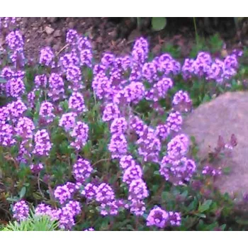 Mateřídouška vejčitá (Thymus pulegioides)