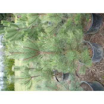 Sazenice Kompletní zahrada Pinus nigra, borovice černá 40 l