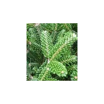 Jedle korejská zakrslá Oberon