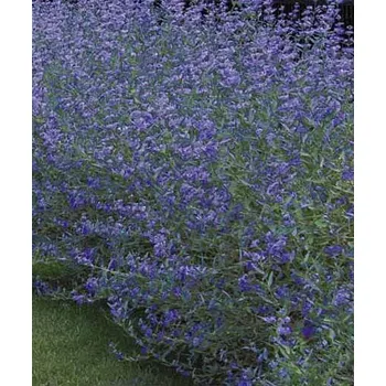 živý plot - caryopteris Heavenly Blue (Ořechoplodec kladonský)