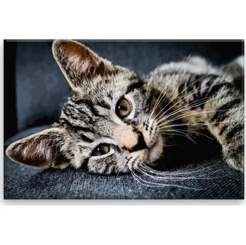 Obraz Obraz na plátně - Mourovatá kočka - 60x40 cm - CZ výroba