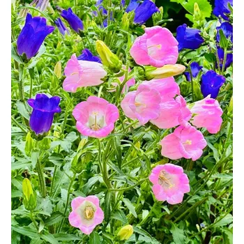 Semeno Cup and Saucer