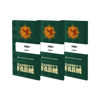 Semeno GMO – feminizovaná semena | Barneys Farm Feminized (Ks): 1