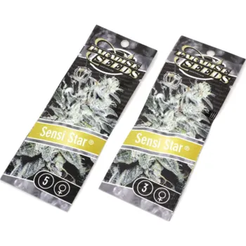 Semeno Sensi Star – feminizovaná semena | Paradise Seeds Feminized (Ks): 3