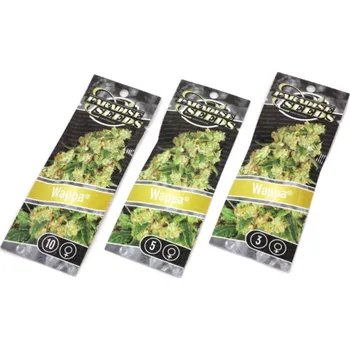 Semeno Wappa – feminizovaná semena | Paradise Seeds Feminized (Ks): 3