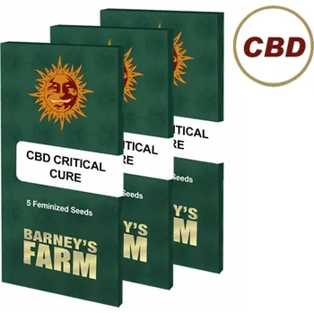 Semeno Critical Cure CBD – feminizovaná semena | Barneys Farm Feminized (Ks): 1