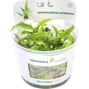 Dekorace do akvária Kryptokoryna – Cryptocoryne usteriana In-Vitro
