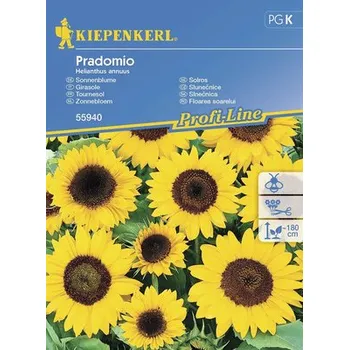 Slunečnice Pradomio Kiepenkerl