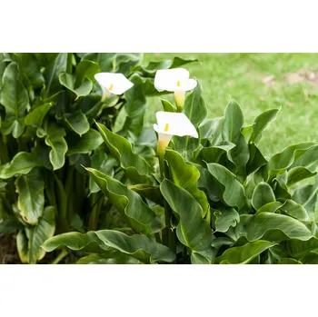 Zantedeschia aethiopica