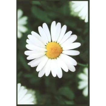 Přání (PR1015-00054)