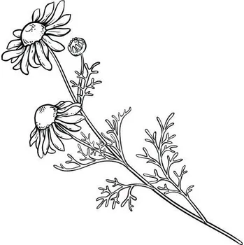 Drogerie Římský heřmánkový olej 100% Alteya Organics 5 ml