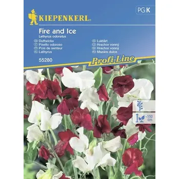 Zahrada Hrachor vonný Fire and Ice Kiepenkerl