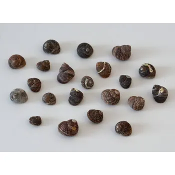 Mořské mušle TMAVÉ ULITY 50g