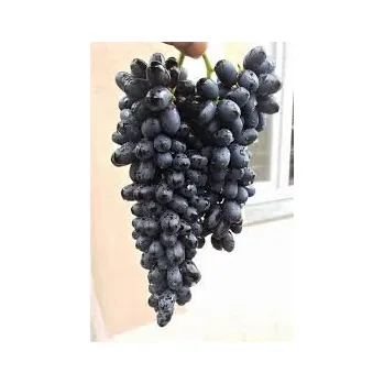 Sazenice Vitis vinifera ´Joy seedless´ - bezsemenná modrá