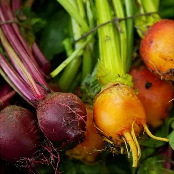 Semeno Semena červené řepy Hula Hoop Mix - výsevný pásek - 5&nbsp;m