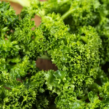 Semeno Semena petržele kadeřavé Afrodite - výsevný disk - 5&nbsp;ks