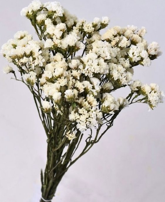 Sušená Statice sinuata bílá, 8 kg