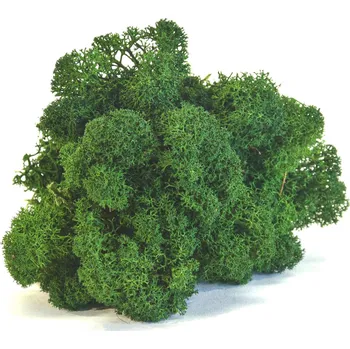 Stabilizovaný LIŠEJNÍK (sobí mech) / TMAVĚ ZELENÝ - 100 g Preserved Lichen - Forest Green